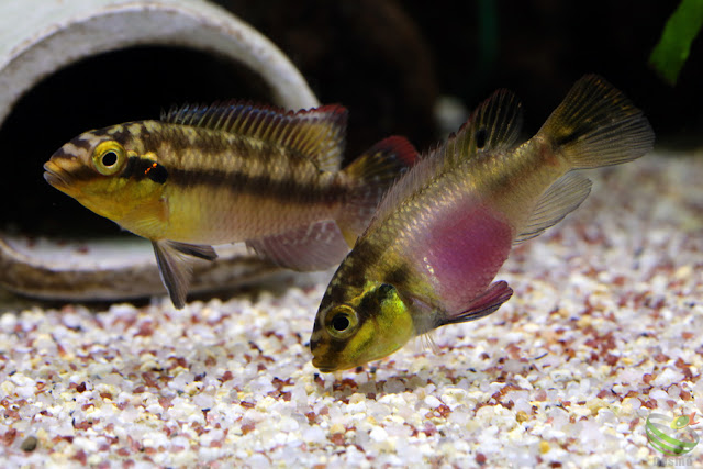 Pelvicachromis Subocellatus "moanda"