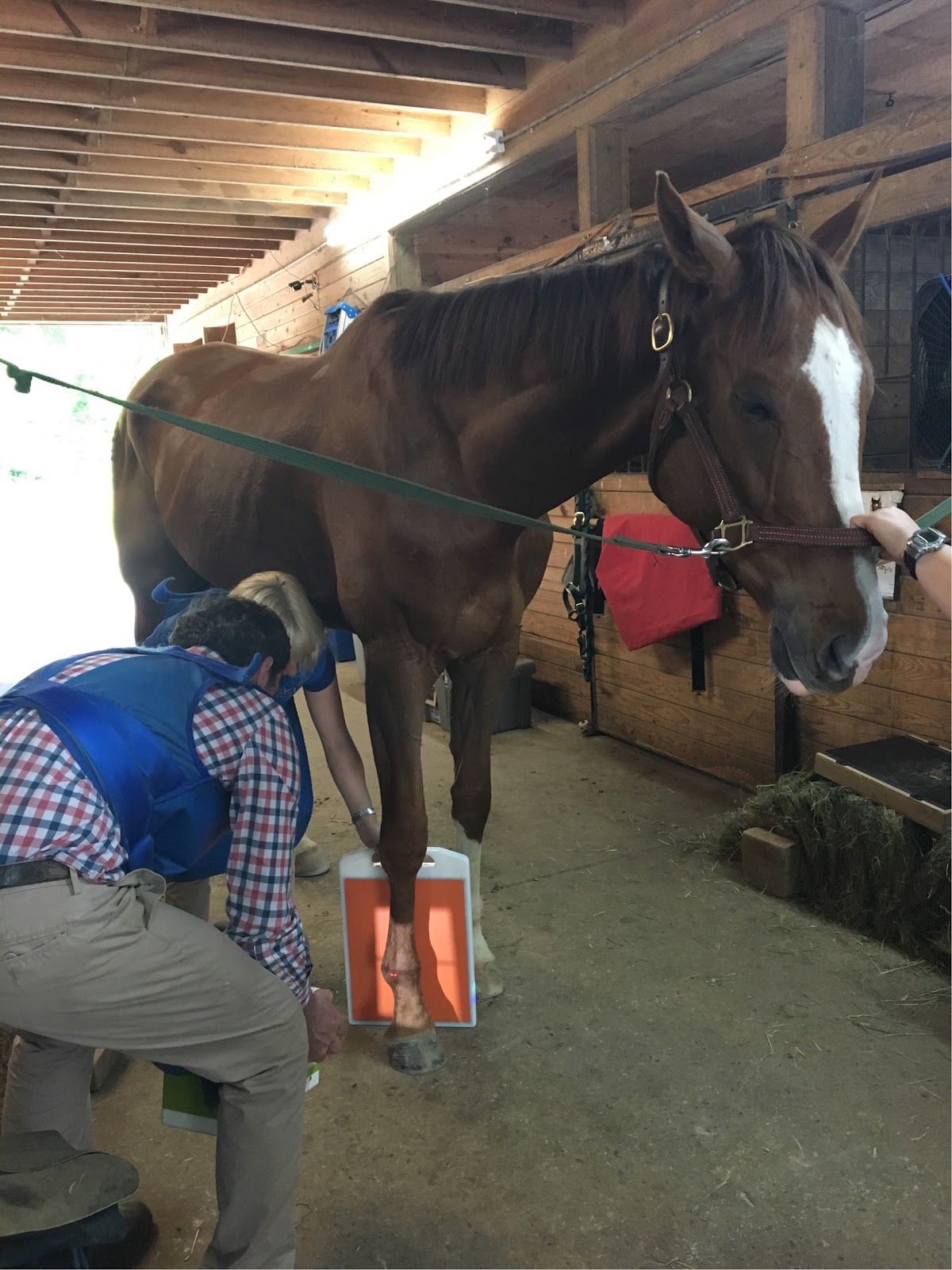 Horse Insurance Coverages