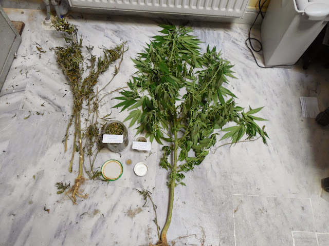 Καλλιεργούσε ινδική κάνναβη στην οικία του και συνελήφθη! [photos]