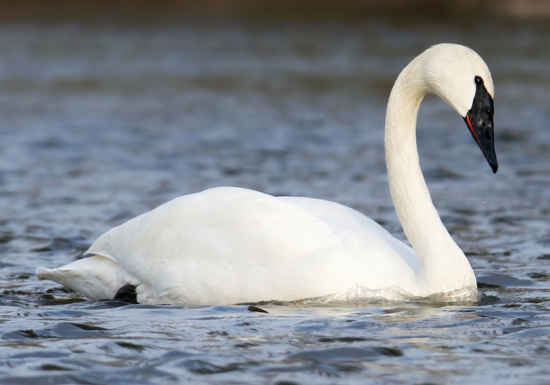 Trumpeter swan bird facts, habitat, migration, behavior & range