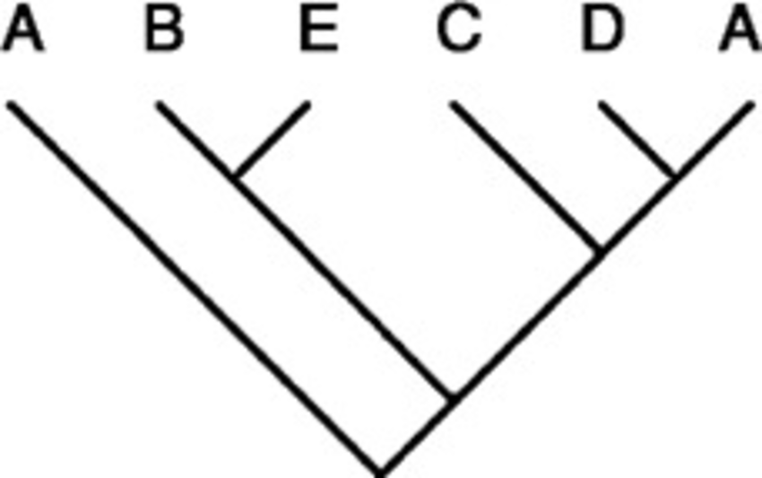 cladogram template