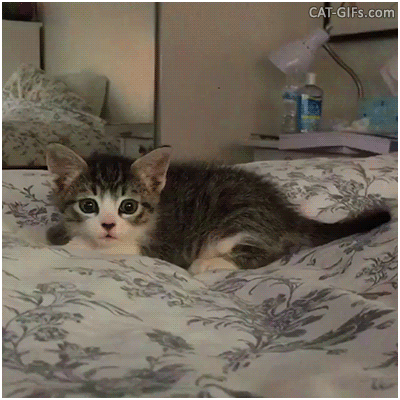 Funny Kitten GIF • Mode attack activated wiggle-wiggle-wiggle and then pounce. Cute butt wiggles Funny Kitten GIF • Mode attack activated wiggle-wiggle-wiggle and then pounce. Cute butt wiggles