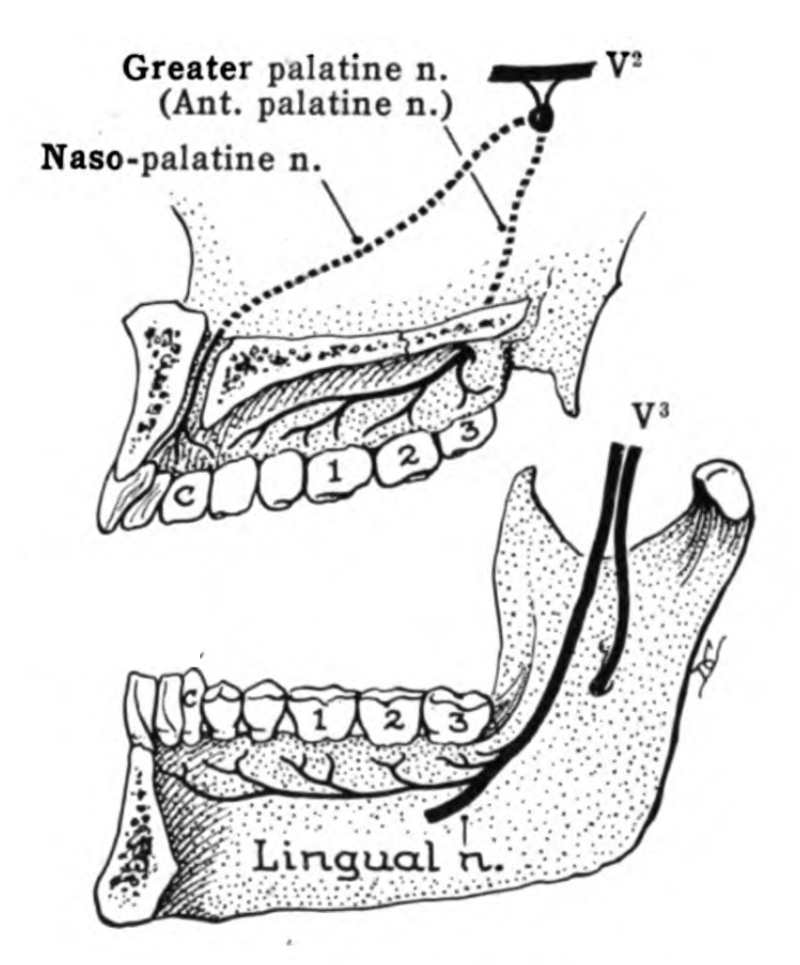 The trigeminal nerve