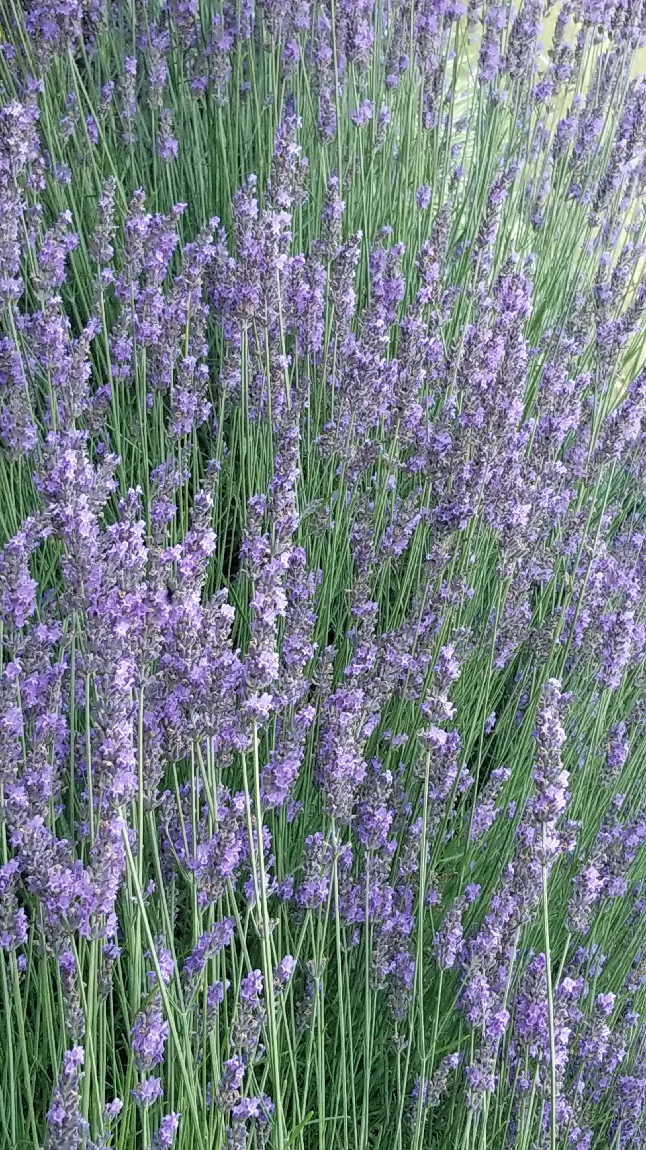 Lavender in Bloom
