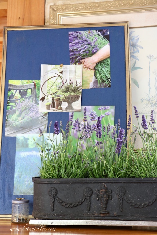 Botanic Bleu: Bulletin Board Inspiration No. 6