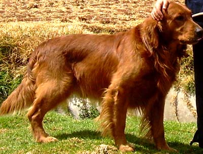 Ayudame a volver a casa: Casius perrito golden retriever color caramelo ...