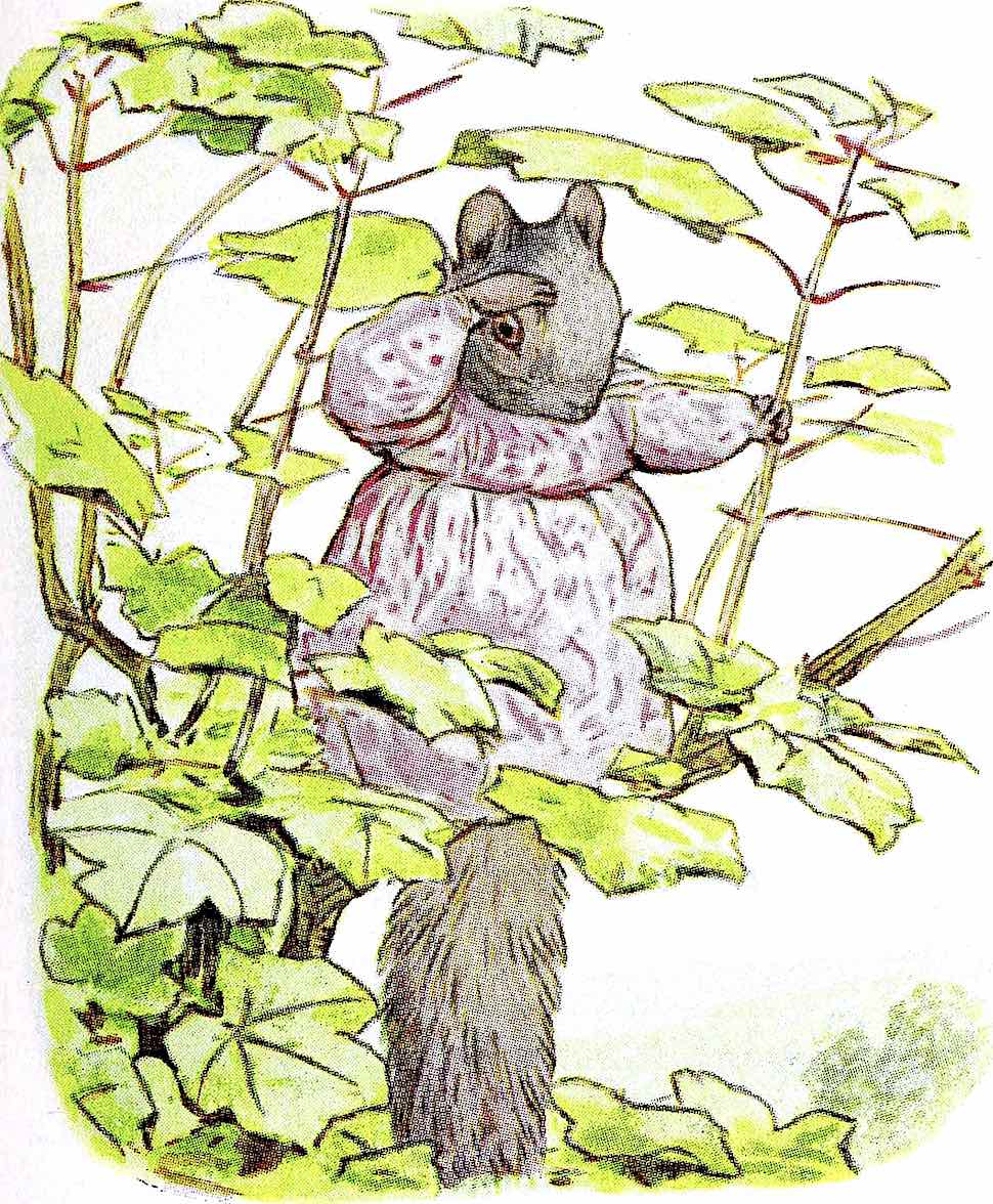 Beatrix Potter 1939 a Beatrix Potter children's book illustration 1939, mother squirrel