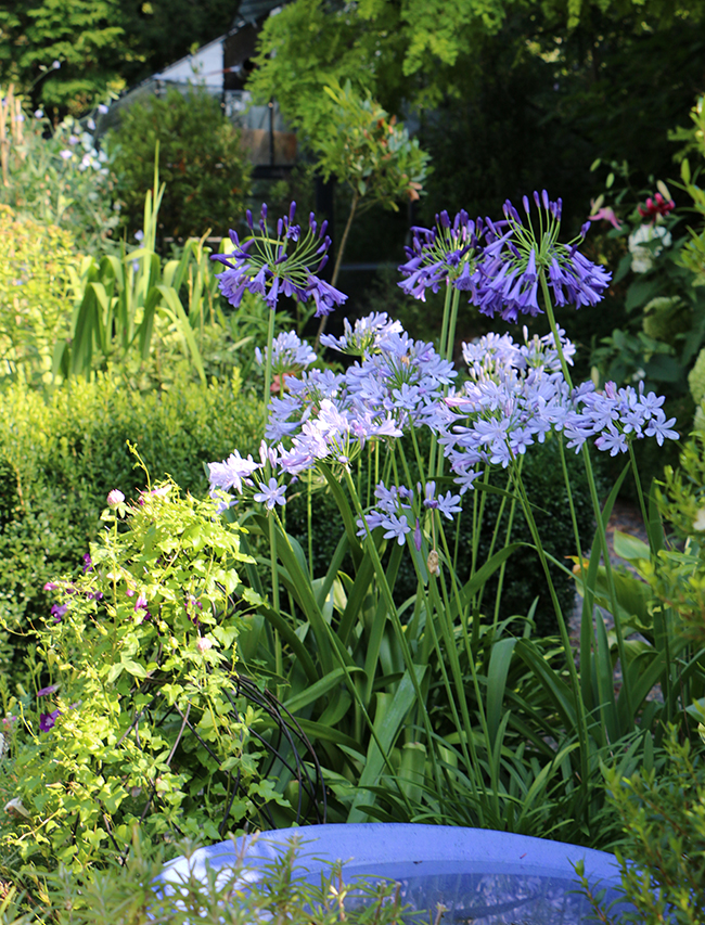 The Plant Hunter More New Plants The Plant Hunter In Europe Part Ii