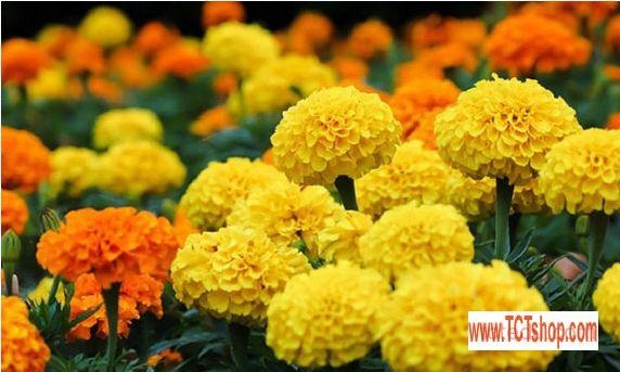 Du xuân qua các vườn hoa ở miền Tây sông nước Du xuân qua các vườn hoa ở miền Tây sông nước