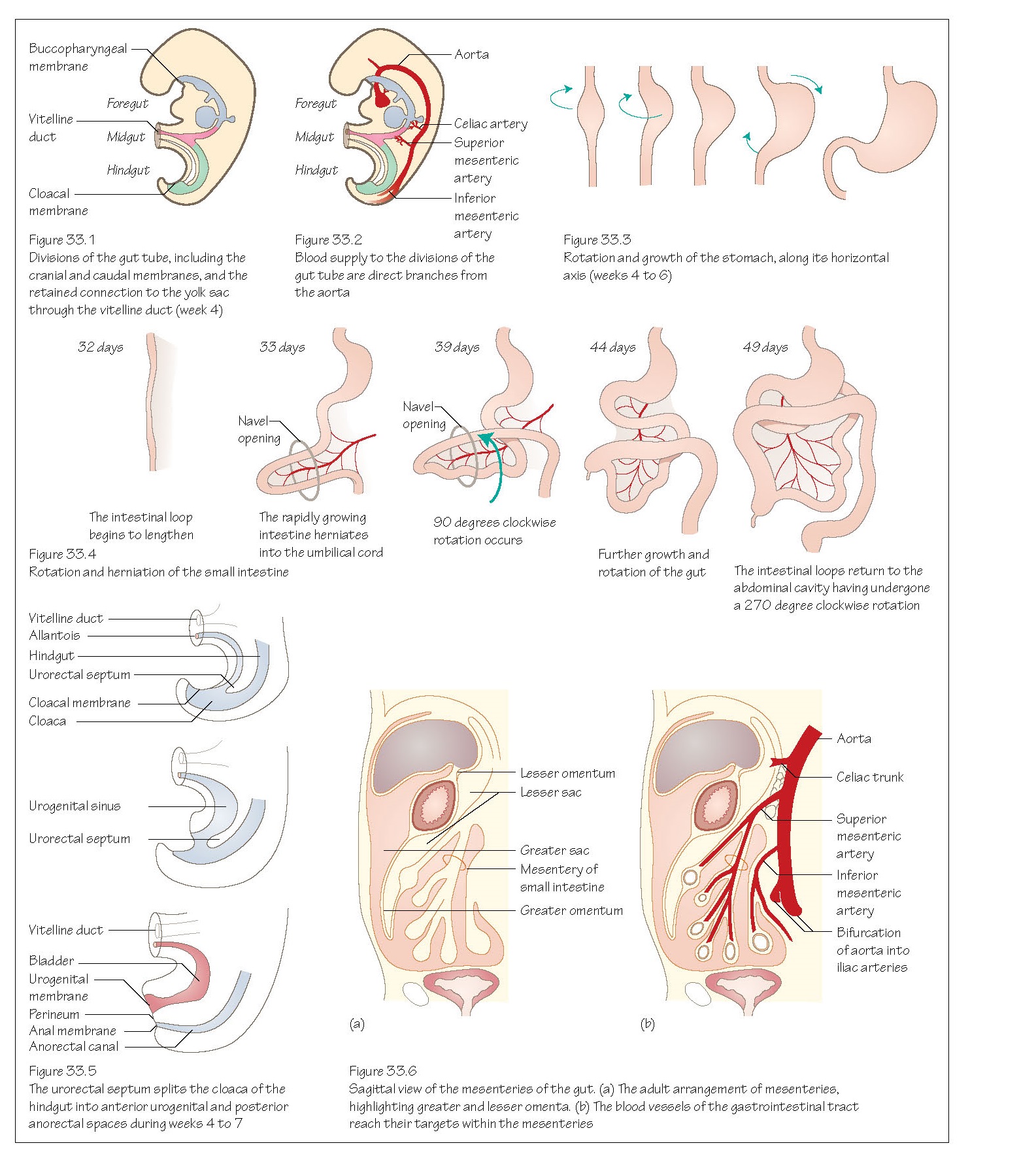Digestive System: Gastrointestinal Tract, Mesenteries, Story of the hindgut and the cloaca, Twists of the midgut