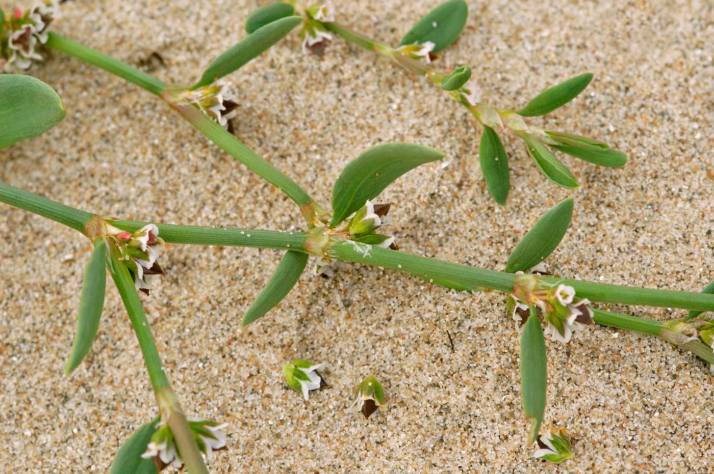 Scottish Wildlife Blog