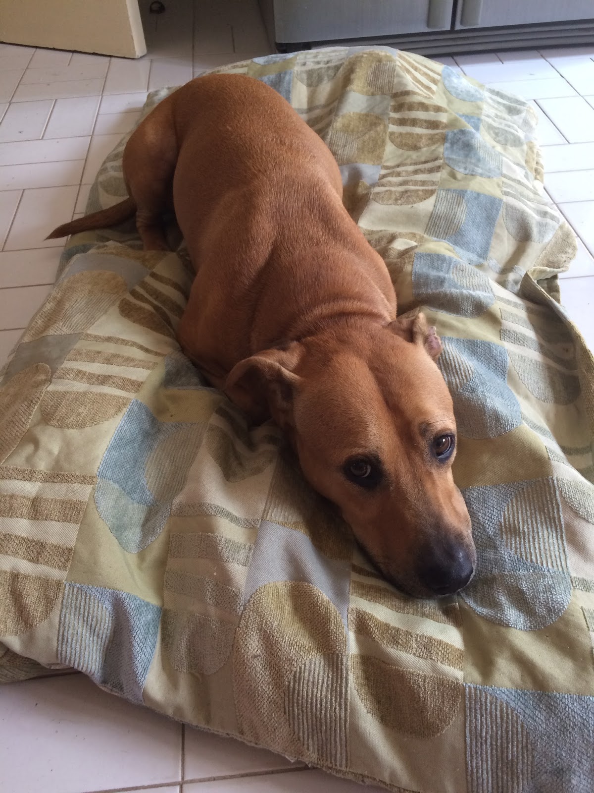 Expat Life with Chickenruby Making dog beds for rescues from donations