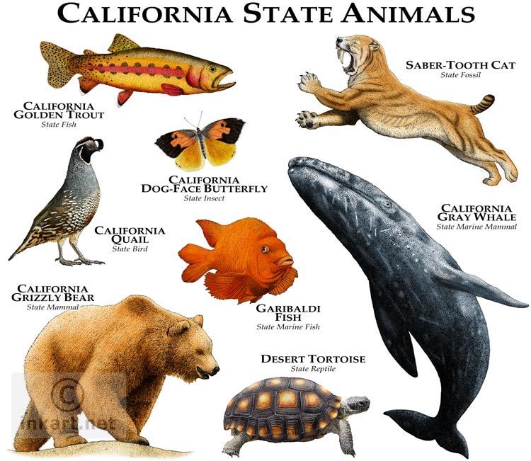 Animais do Arizona, Califórnia, Colorado e Hawaii - Klima Naturali™