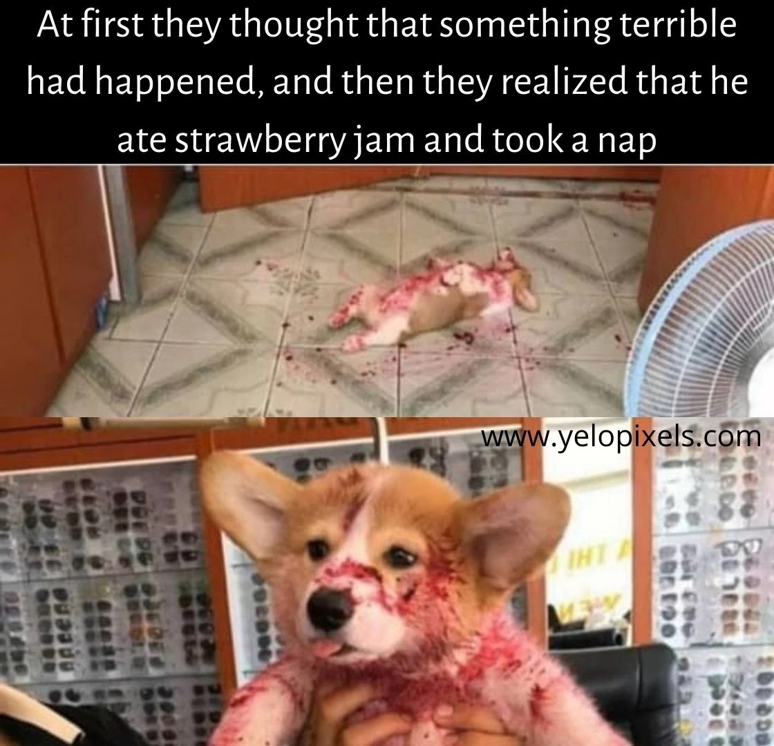 dog+dieing+acting+funny+memes