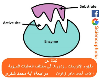 نبذة عن دور الإنزيمات في العمليات الحيوية المختلفة - ساينسوفيليا