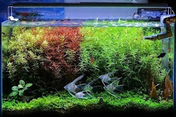 How to care for aquatic plants