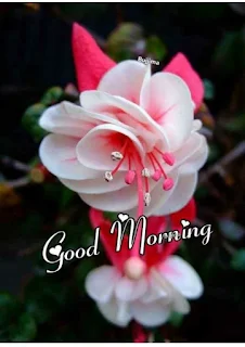 Good Morning