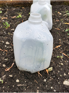 creative savv: More On Keeping the Bunnies Out of Our Veggies