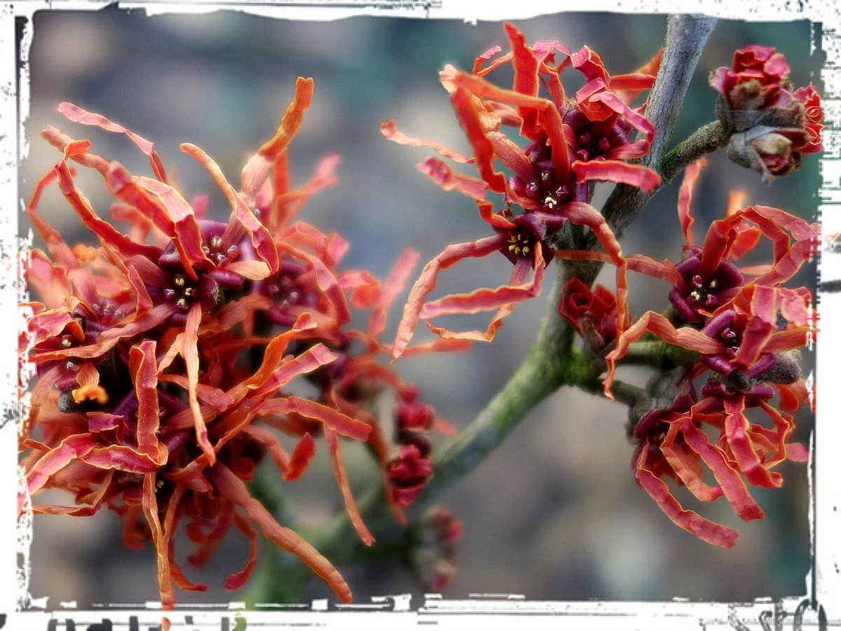 Hamamelis 'Arnhem' © ludo rutten