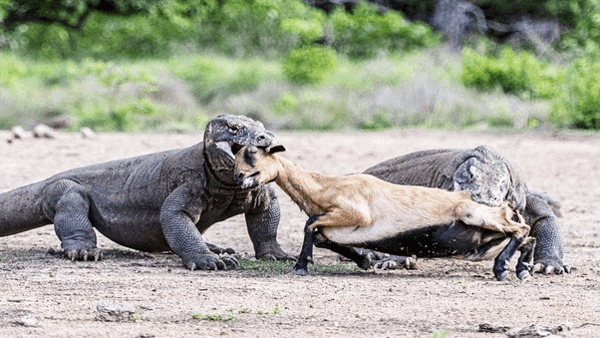 Can a tiger or lion kill Komodo dragon..?