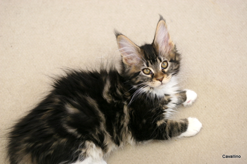 Cavallino 猫 ねこ ネコ 生後3か月になりました 春夏秋冬