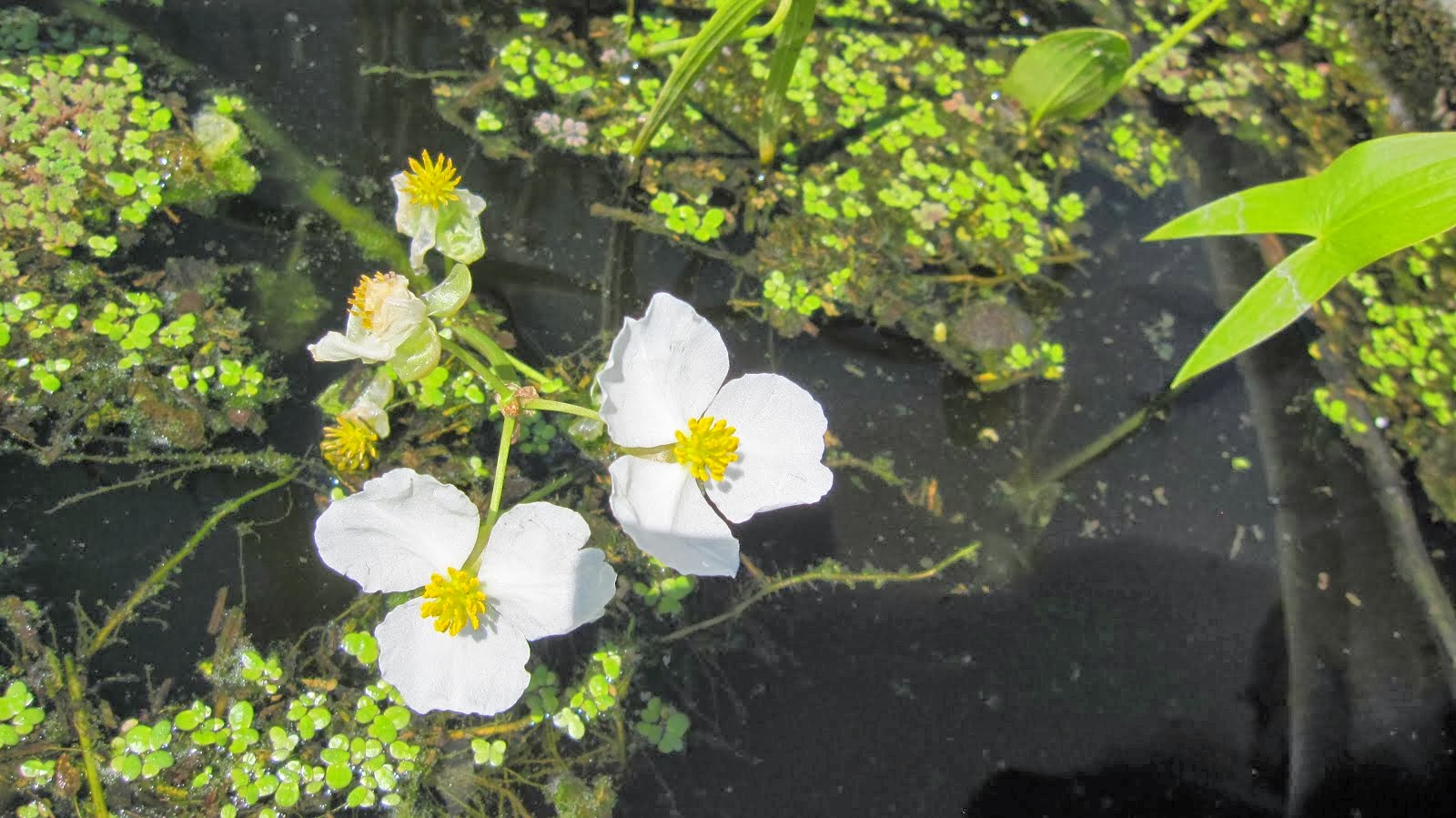 Wapato Flowers