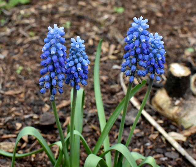 Grape Hyacinth- in full bloom