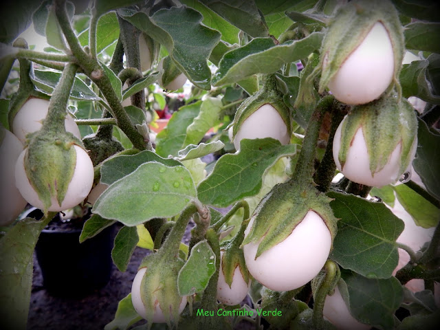  Solanum ovigerum 