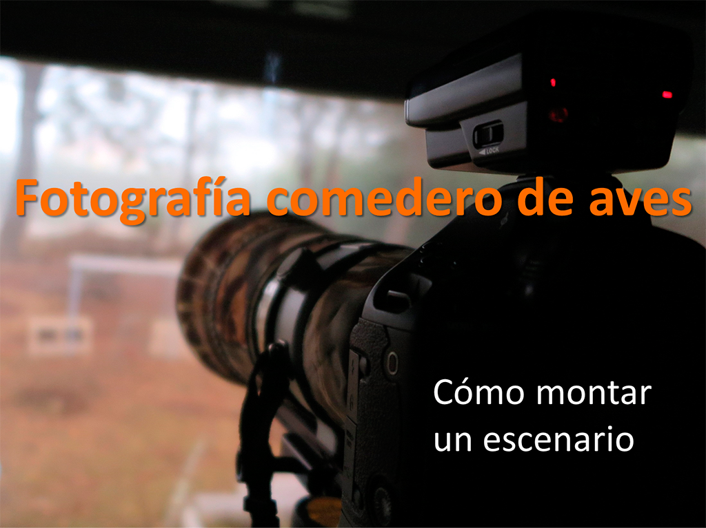 Fotografia comedero de aves como montar un escenario Blog de