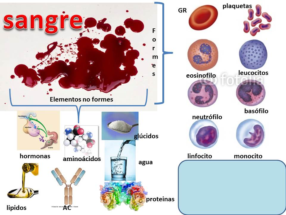 Fisiología de Clarisa Angulo: Ira Fox : SANGRE