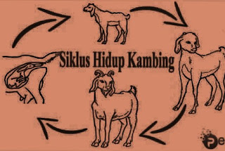 Penjelasan tentang gambar jenis siklus daur hidup kambing