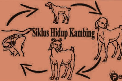 Daur & Siklus Hidup Kambing Fase Dewasa-Melahirkan