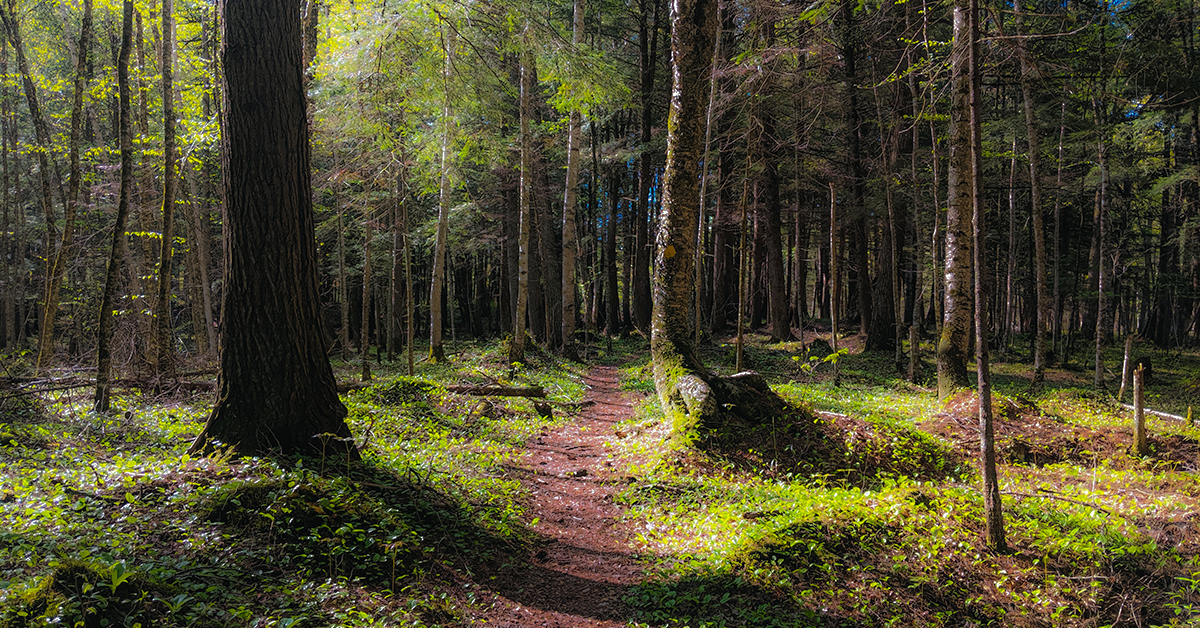 Wisconsin Explorer Hiking The Ice Age Trail Jerry Lake Segment