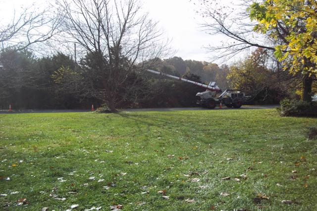 asplundh tree removal cost, Farmville VA