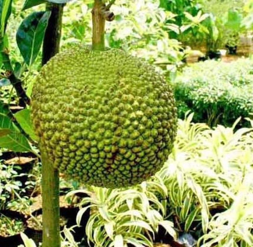 tanaman nangka mini bibit produk baru buah dwarf jackfruit Malunda