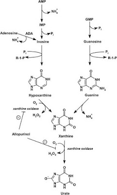 Purine catabolic pathway