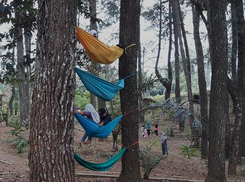 Hutan Pinus Lampung Barat