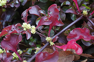 モヨウビユ／アルテルナンテラ