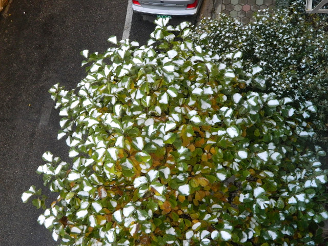 Green leaves with snow.