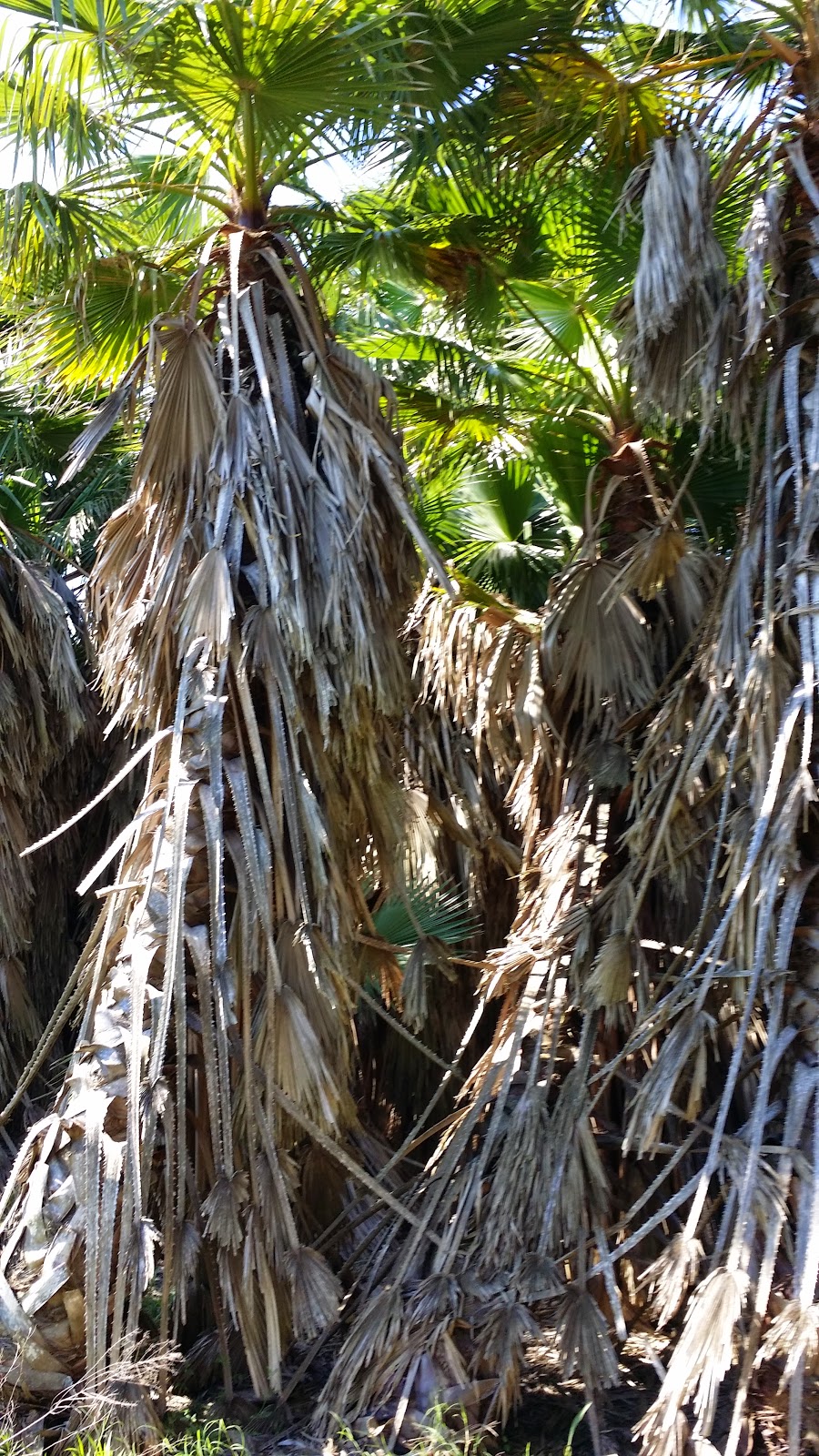 Cold Hardy Palm Trees in Houston Palm Trees Houston Wholesale