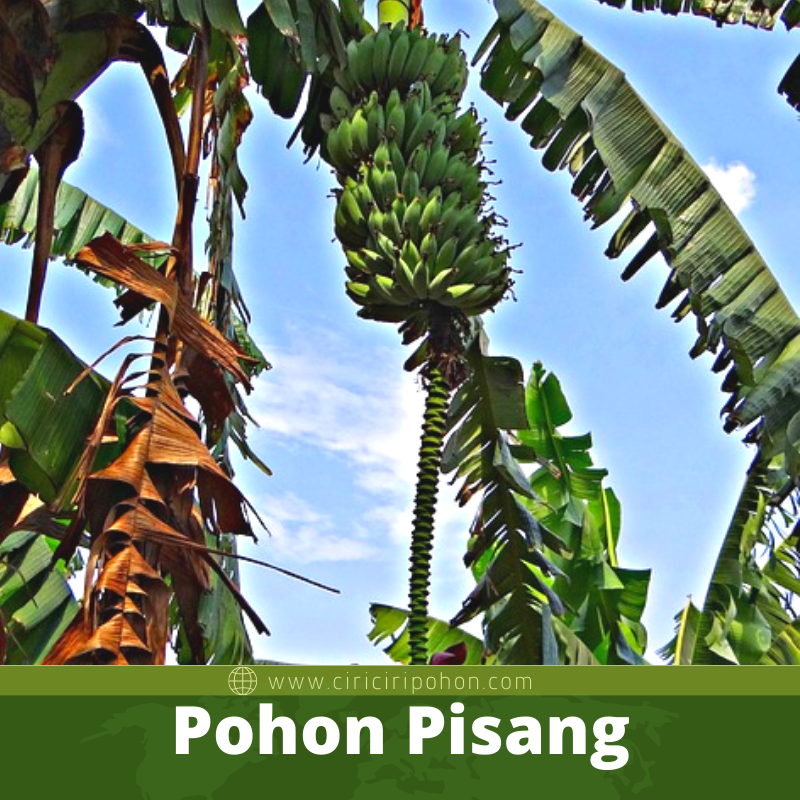 Pohon Pisang