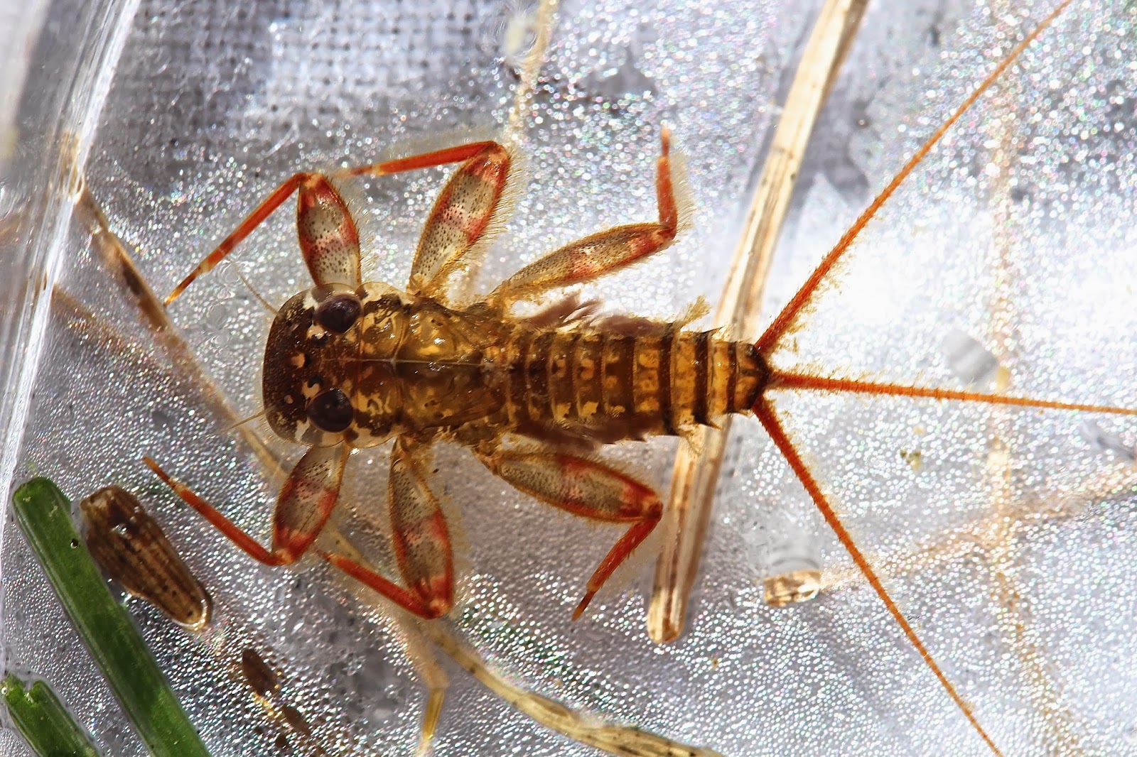 Aquatic Insects of Central Virginia: Colorful stoneflies at the Lynch River
