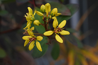 コウシュンカズラ／ミリオンキッス