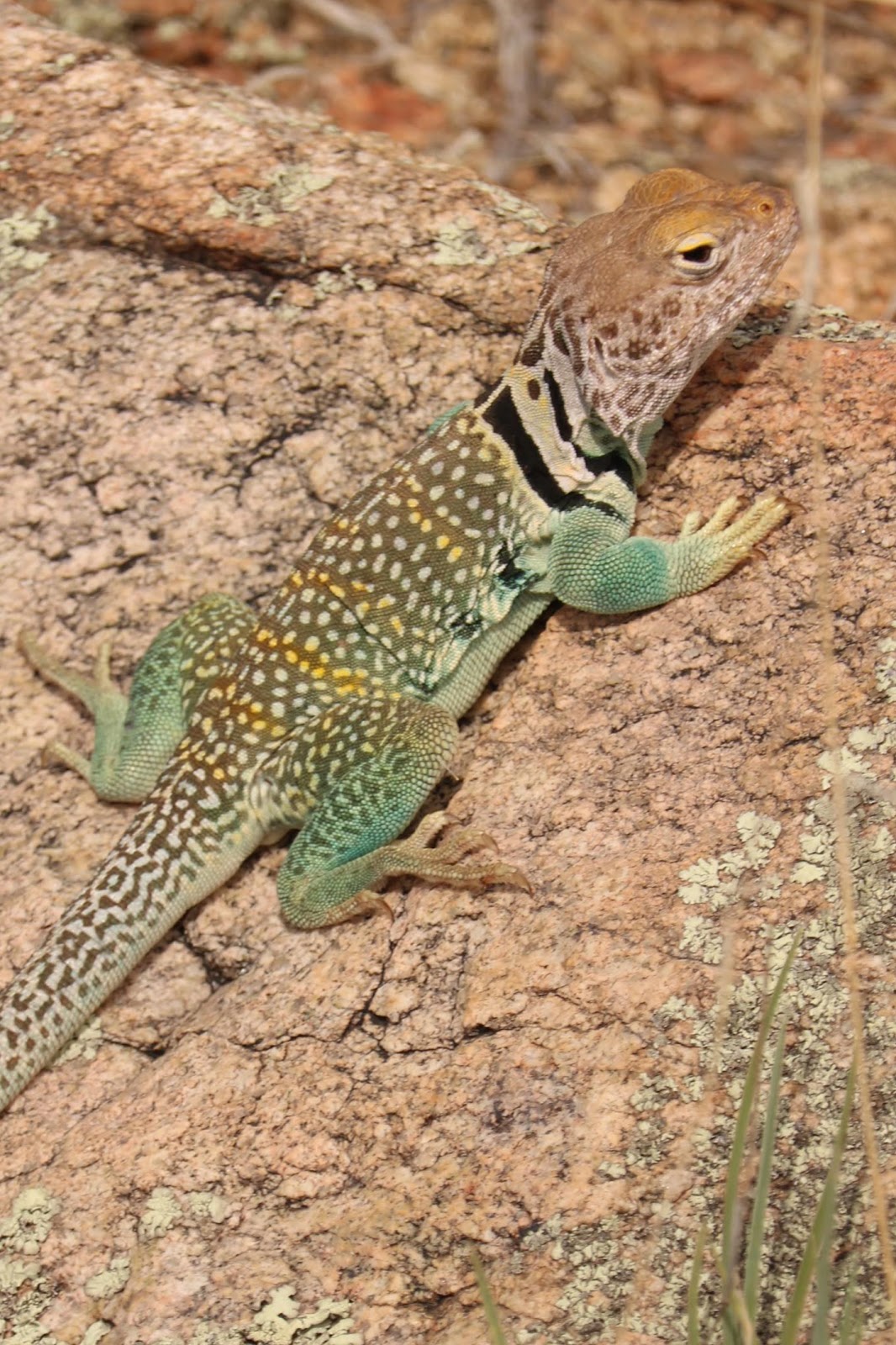 The Most Colorful Lizard in Arizona