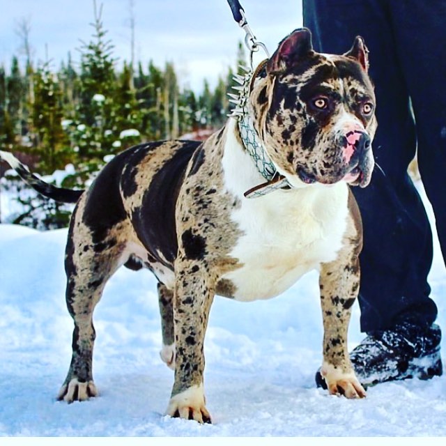 blue merle pit