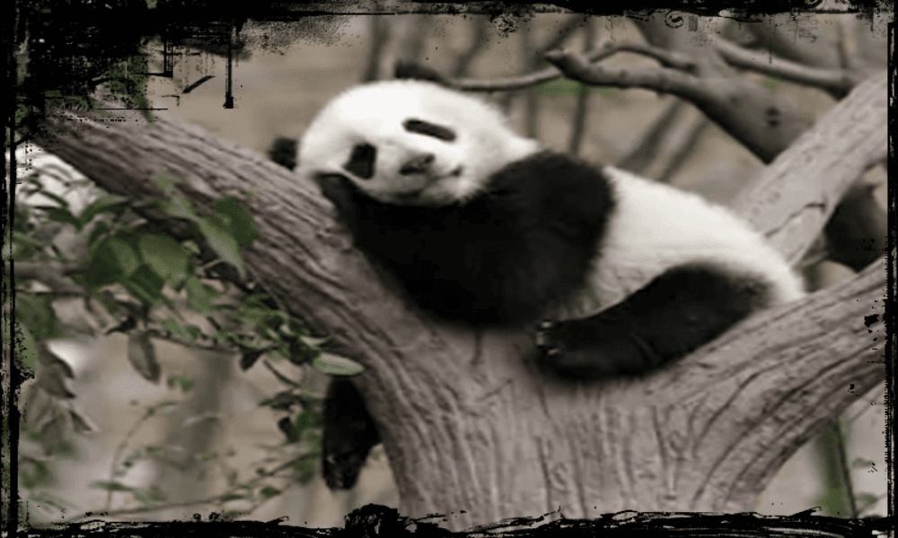 Erek Erek Mimpi Kecoa Paling Akurat