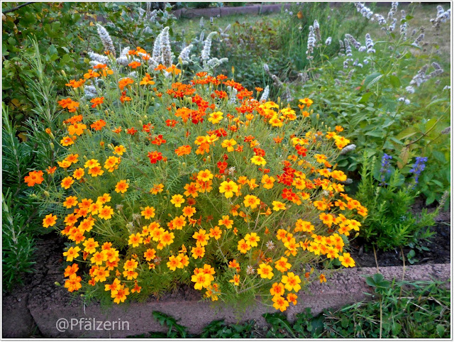 Freude am Garten Zuhause bin ich am liebsten: Pflanzen, die