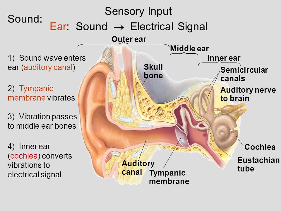 EXAMS AND ME Electricity Inner Ear To Hearing