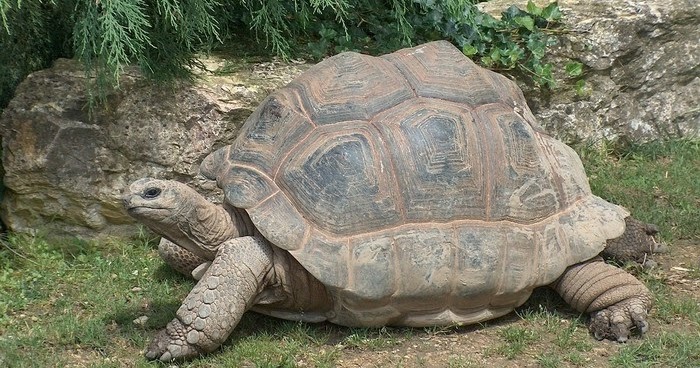 Top 10 Slowest Animals In The World top-10-slowest-animals-in-the-world