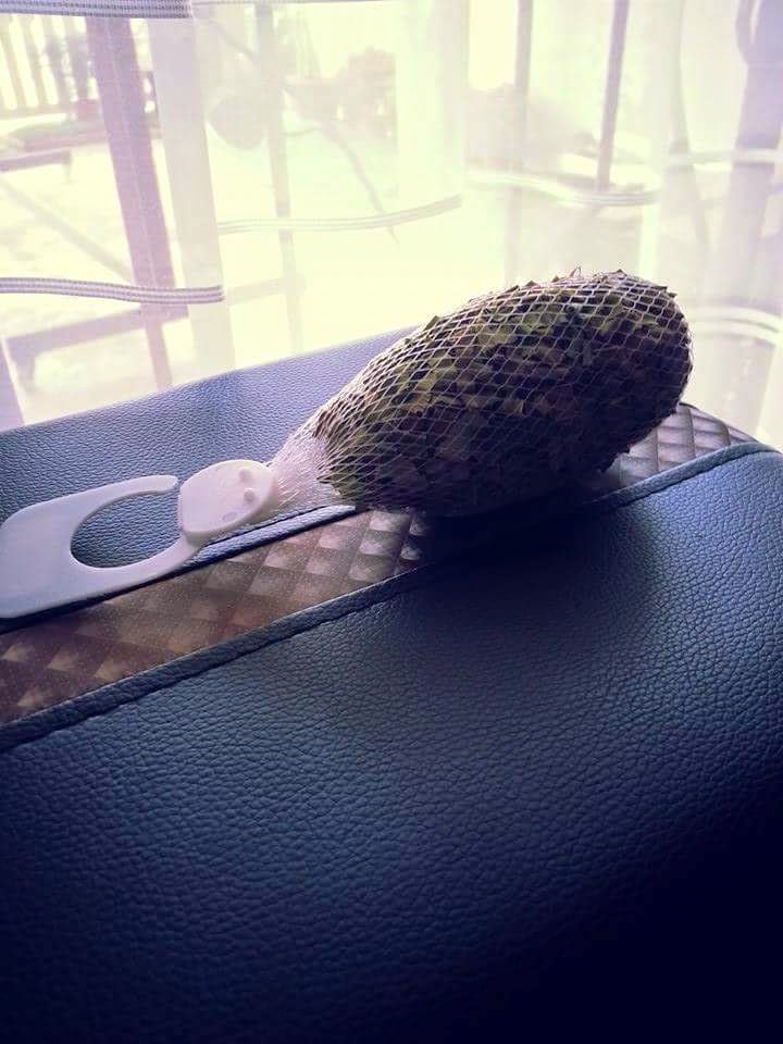 Alahan Ubat Gegat  Anectams